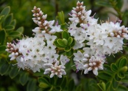 Hebe buxifolia nana / Veronikacserje